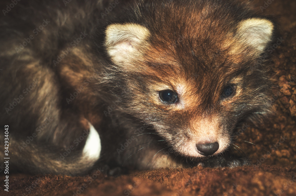 Obraz premium Little cub fox. Unusual cute ginger gray pet from the wild