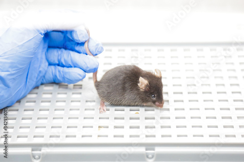 A scientist in a laboratory is testing a new vaccine or drug on a laboratory mouse with eye disease. Holds the mouse in his hand in blue gloves