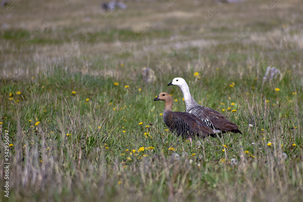 a pair of upland goose or Magellan goose (Chloephaga picta) a pair of upland goose or Magellan goose (Chloephaga picta)