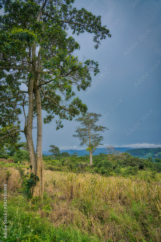 Trees grow on the hills and rain forests of sub-saharan West Africa in the bush of Ghana.