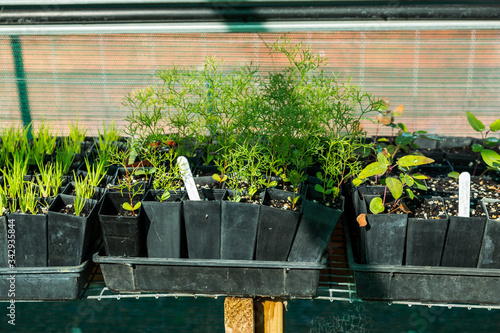 Native seedlings being grown in pots photo