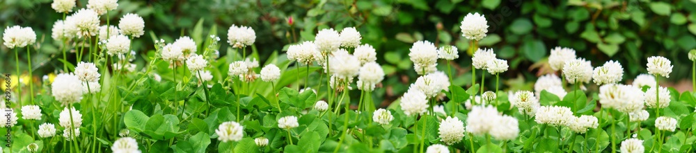 Panoramic view of white clover flowers on green color bokeh background
Panoramic view of white clover flowers on green color bokeh background