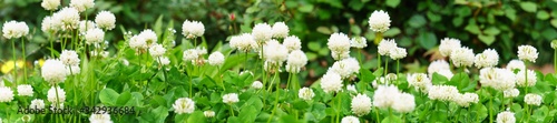 Panoramic view of white clover flowers on green color bokeh background 