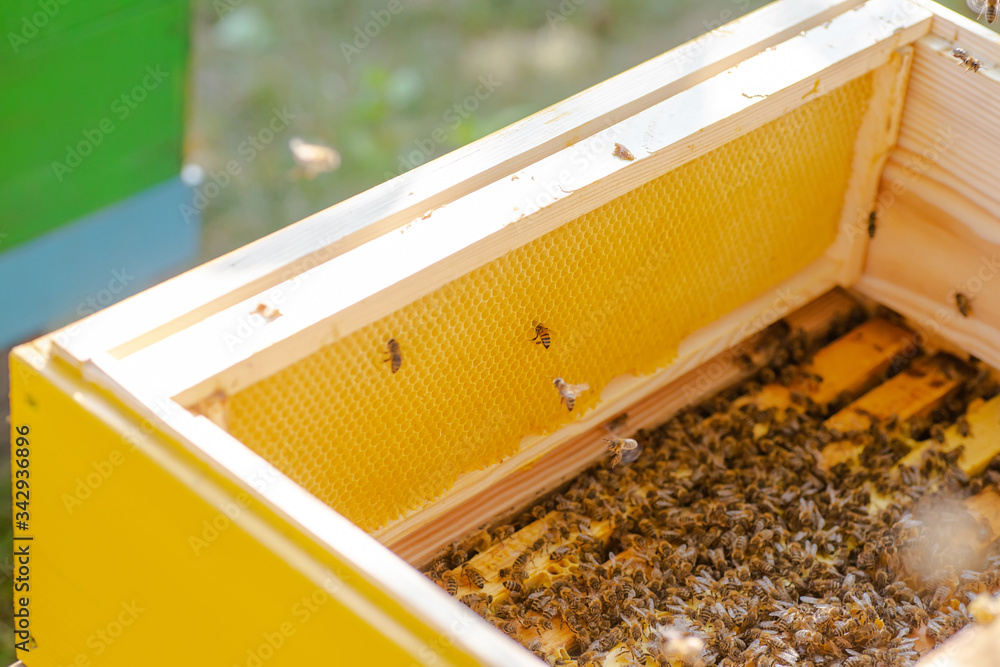 Bee hives in care of bees with honeycombs and honey bees. beekeeper opened hive to set up an empty frame with wax for honey harvesting. Bee hives in care of bees with honeycombs and honey bees. beekeeper opened hive to set up an empty frame with wax for honey harvesting.