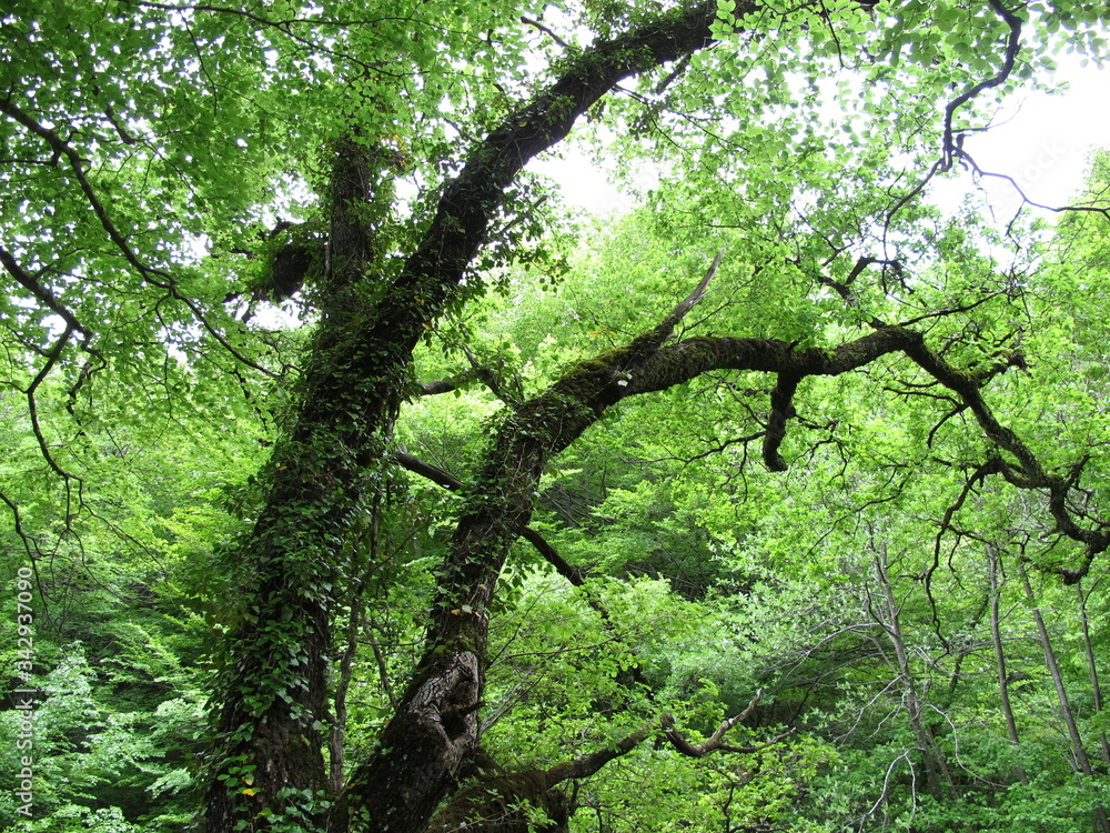 Fototapeta premium árbol