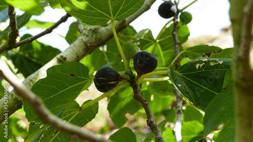 Cantabrian Sea coast in the Basque Country. Fig tree with figs.