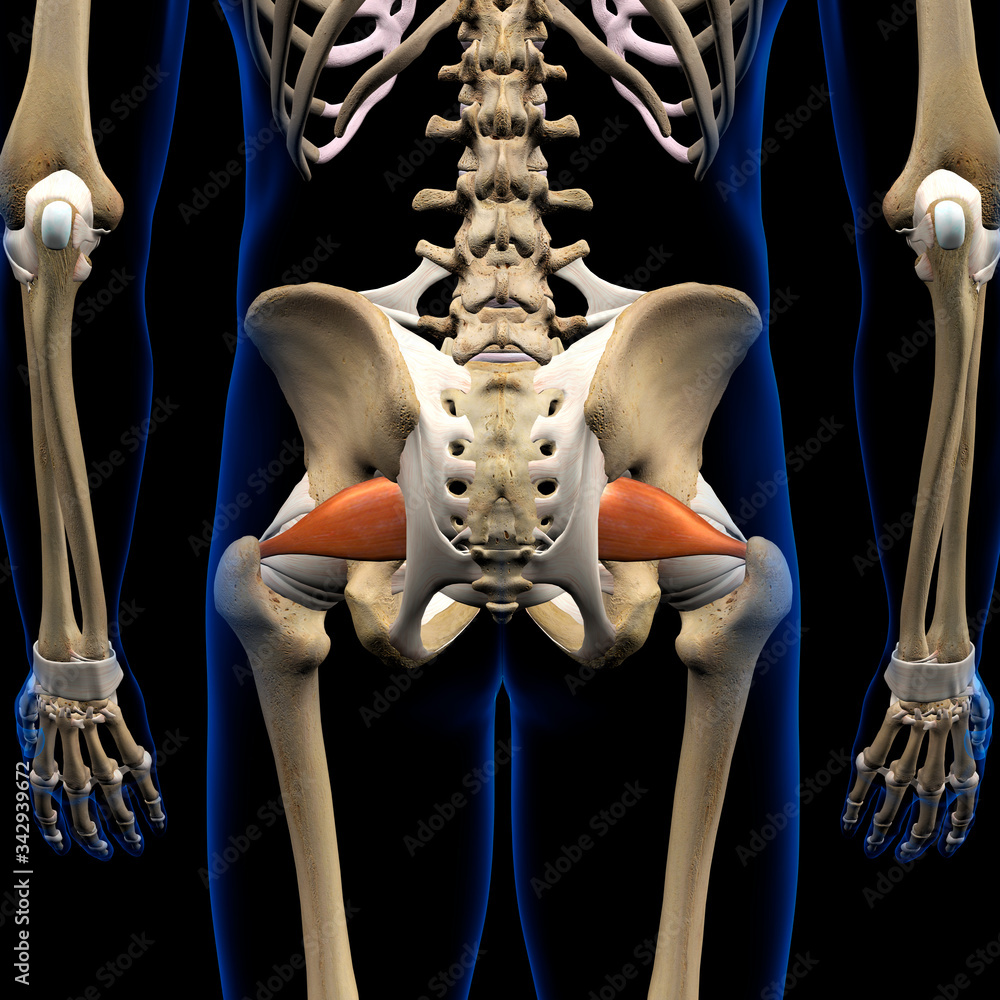 Piriformis Muscle in Isolation Rear View of Pelvis, Hip and Leg Human ...