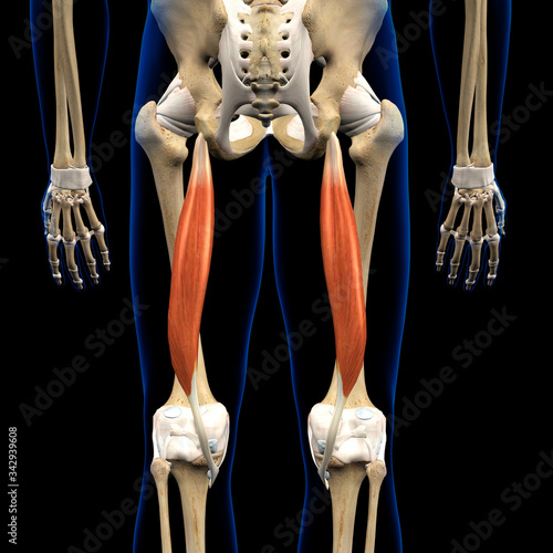 Semitendinosus Muscle in Isolation Rear View of Pelvis, Hip and Leg Human Anatomy photo