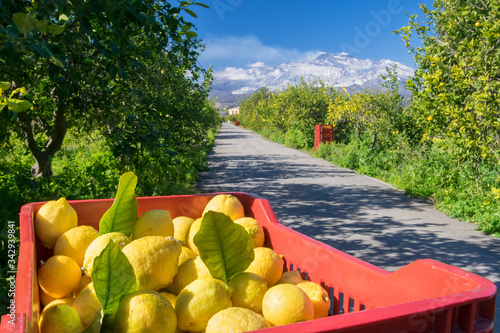 Harvest time: boxes full of just picked lemons in a citrus grove near Catania, Sicily, Mount Etna in the background photo