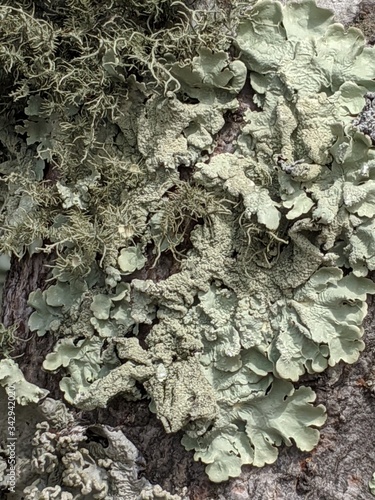 Lichen