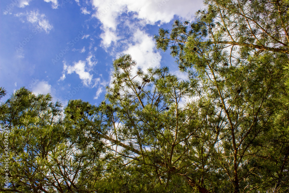 Blue summer sky with clouds and pine branches with cones. Blue summer sky with clouds and pine branches with cones.