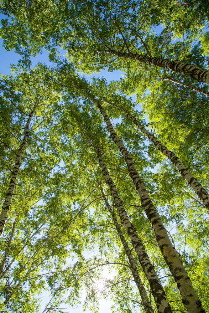 Obraz premium Spring forest, birch trees, sun through the foliage