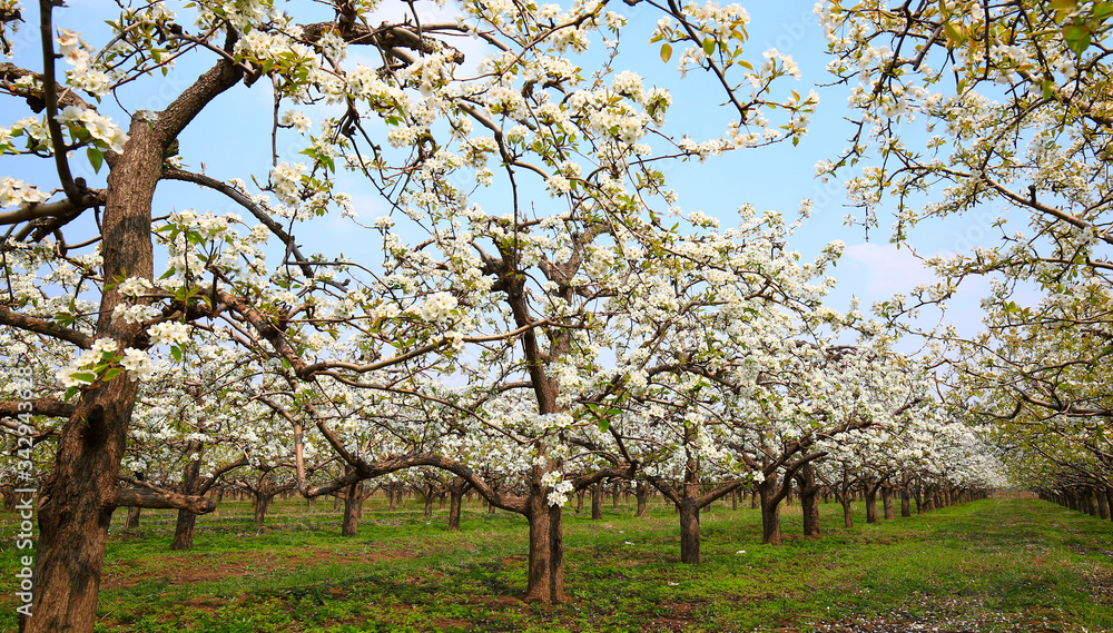 Blooming pear flowers in the background of blue sky and white clouds Blooming pear flowers in the background of blue sky and white clouds