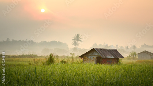 Obraz na plátně sunrise in the village with ricefield