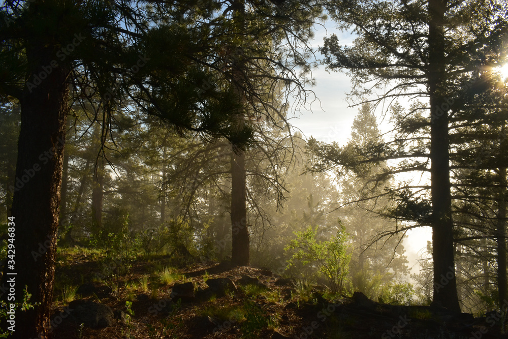 Obraz premium sun rays in the forest