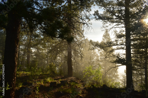 sun rays in the forest