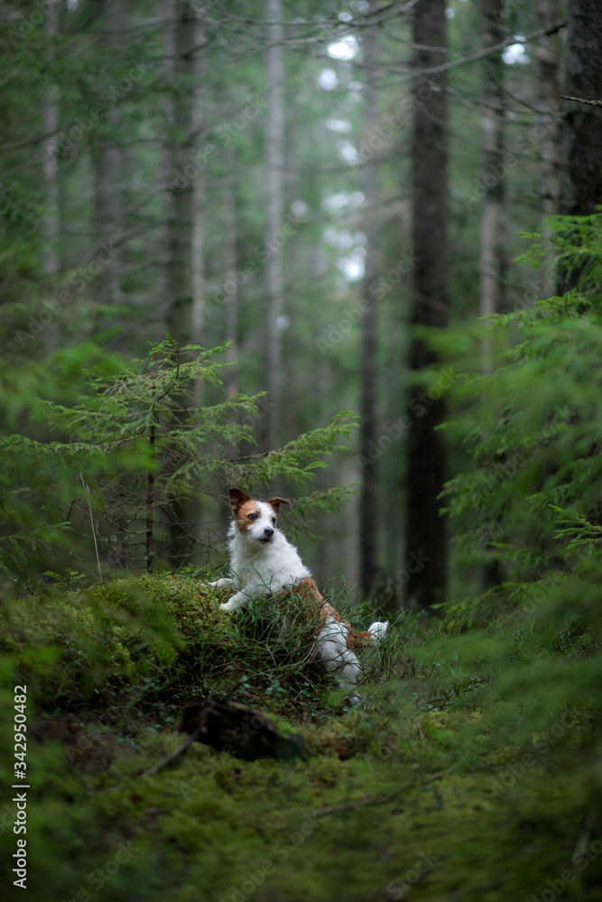  dog in the forest. Jack Russell Terrier in nature. Walk with a pet