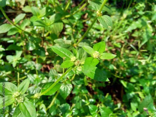 Wallpaper Mural Close up green spermacoce exilis (borreria) in the nature with natural background.  This plant is weeds. Flowers are white to very pale purple, formed in axillary clumps. Torontodigital.ca