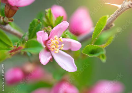Flowering pink almonds in garden.