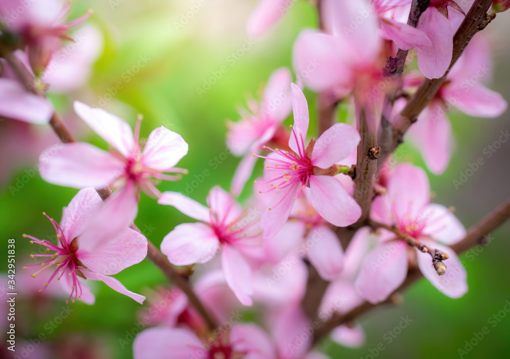 Fototapeta premium Flowering pink almonds in garden.