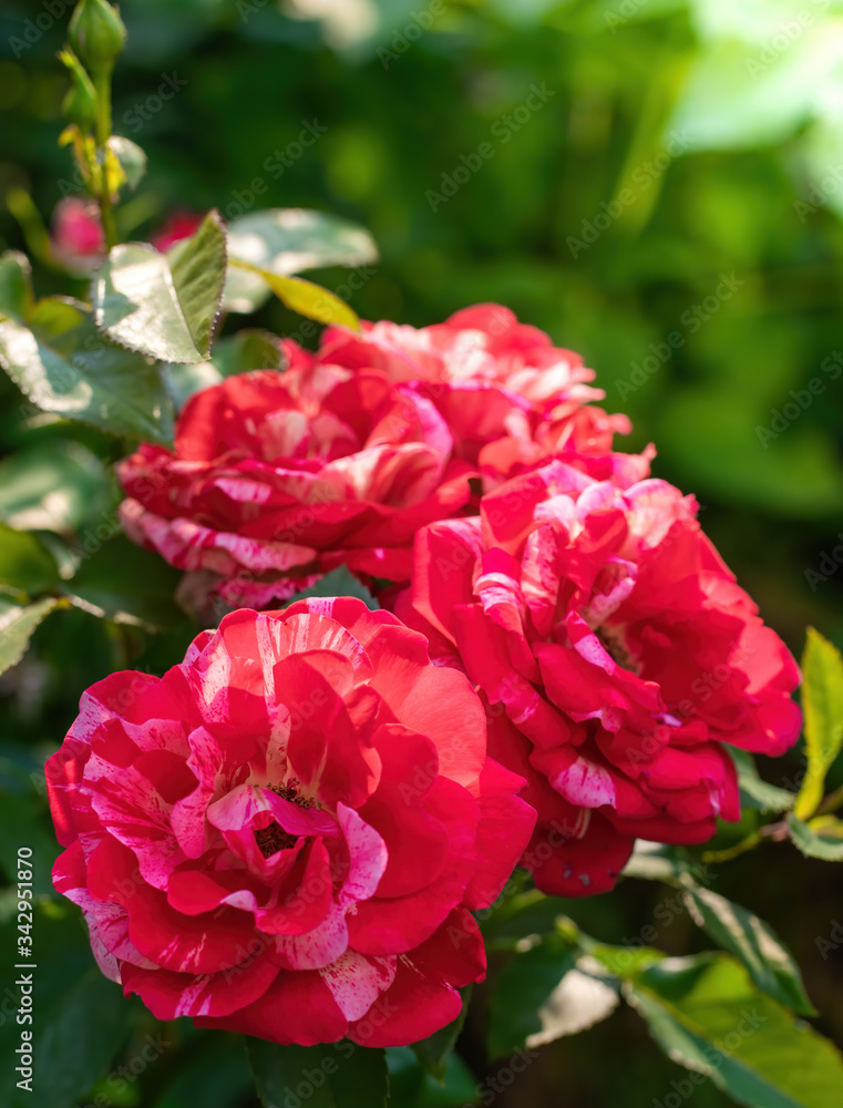 Red rose flower close up on a summer day. Red rose flower close up on a summer day. Red rose flower close up on a summer day. Red rose flower close up on a summer day.