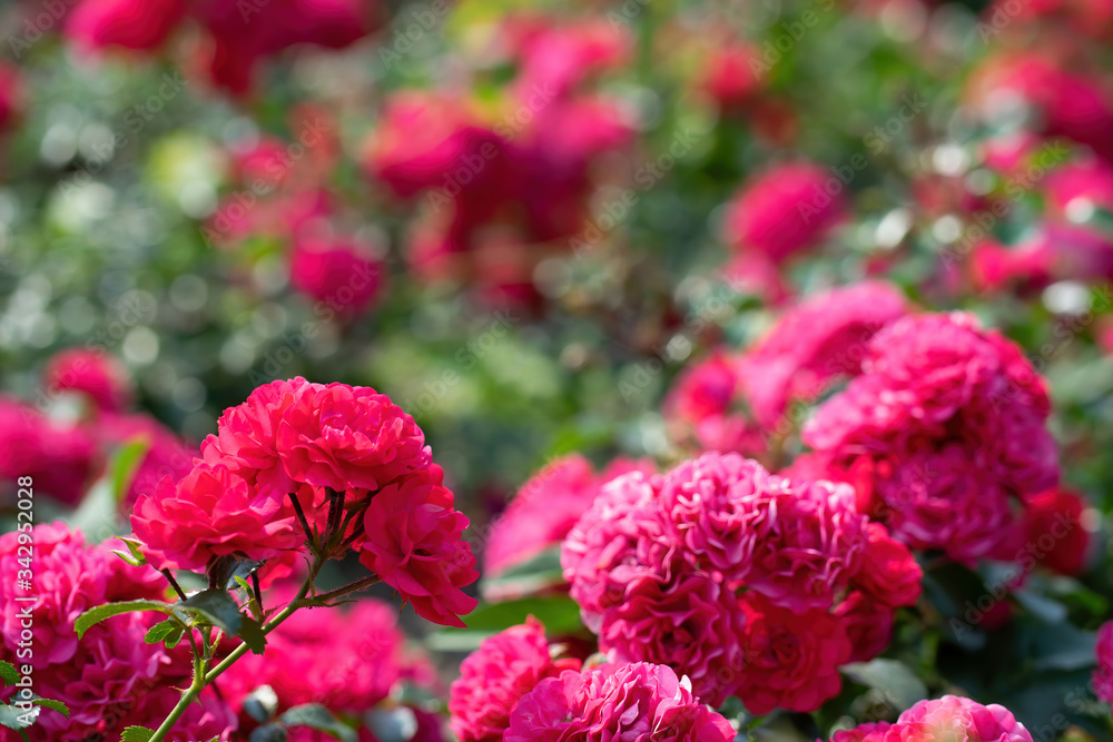 Red rose flower close up on a summer day. Red rose flower close up on a summer day. Red rose flower close up on a summer day. Red rose flower close up on a summer day.