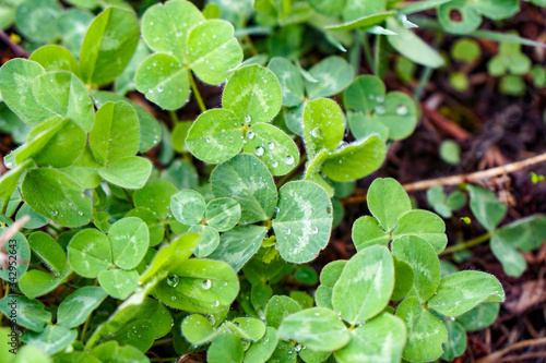 lawn with clover, many shamrocks in dew, green summer background