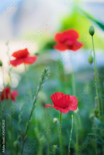 Red poppy flower close up