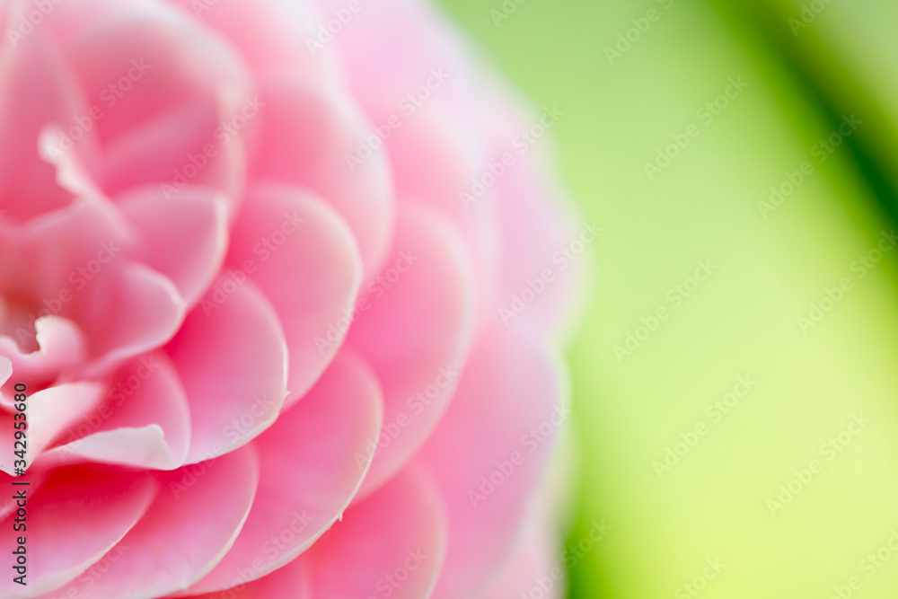 Fototapeta premium 椿の花