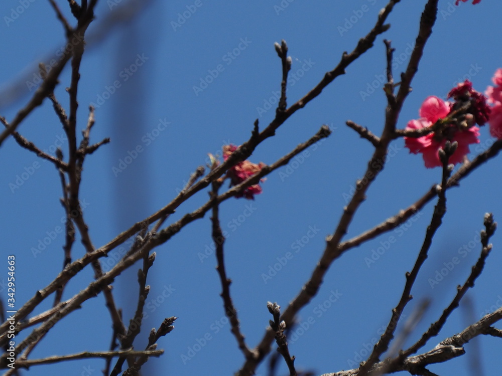 花桃 花桃