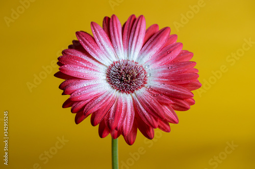 Colorful red gerbera daisy flower photo