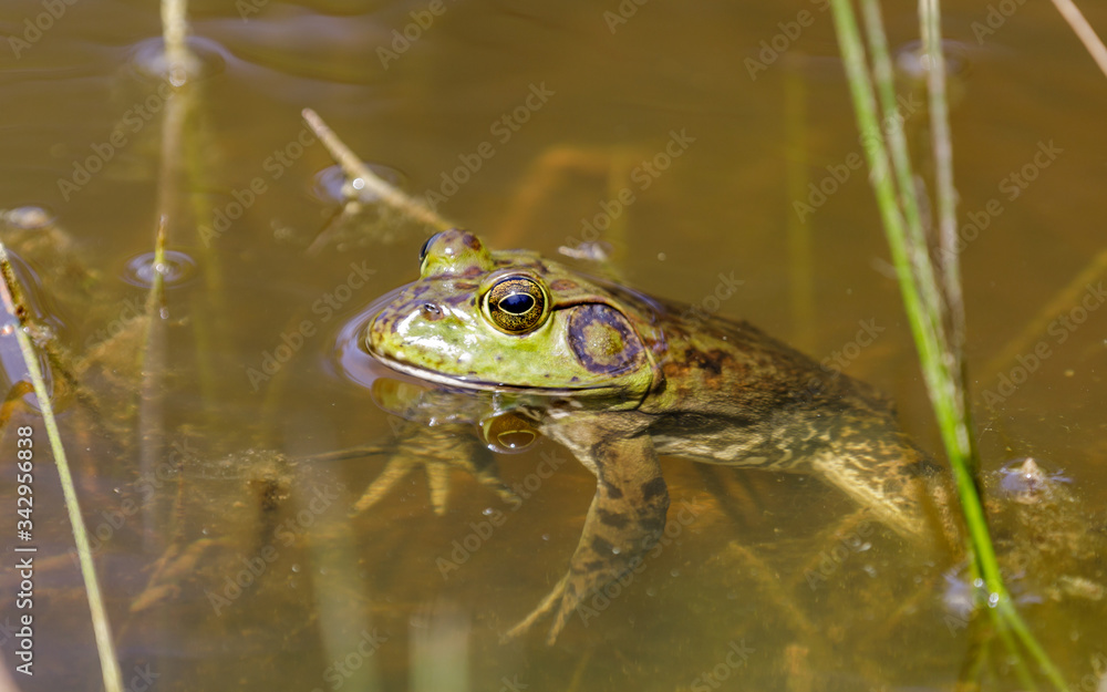 American Bullfrog in Natural Aquatic Habitat. Henry W. Coe State Park, California, USA.
American Bullfrog in Natural Aquatic Habitat. Henry W. Coe State Park, California, USA.