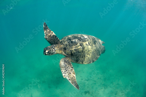 Green Sea Turtle (Chelonia mydas) 