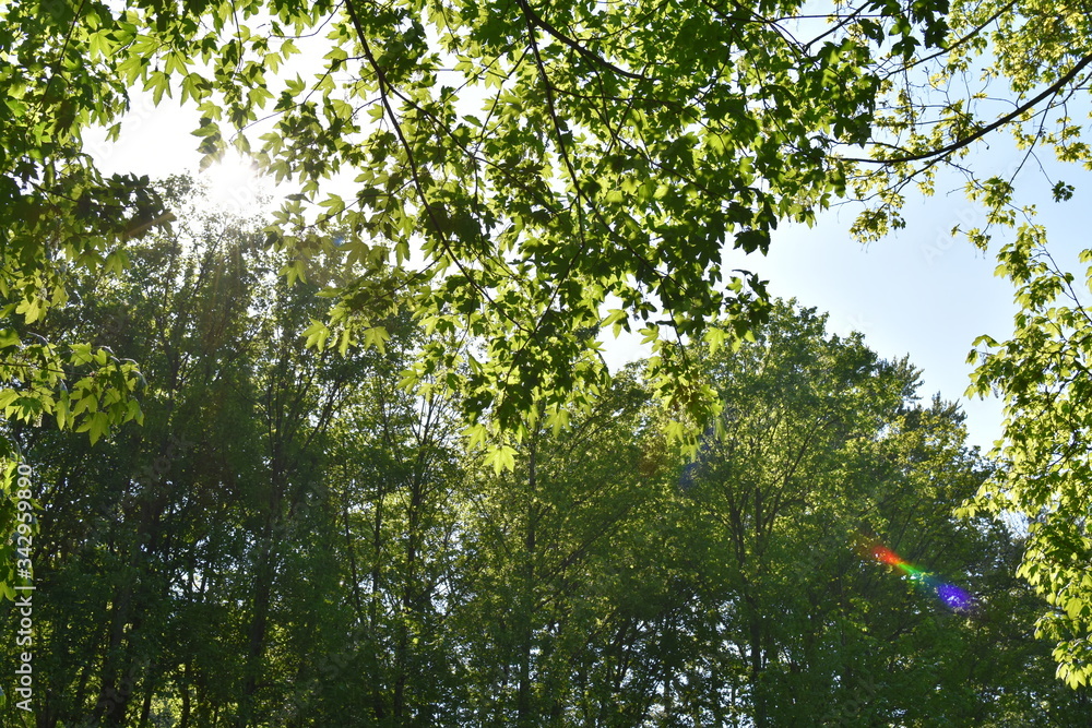 Fototapeta premium Königswinter Drachenfels w kwietniu