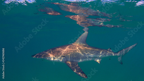 Dusky Whaler Shark  © Richard Carey