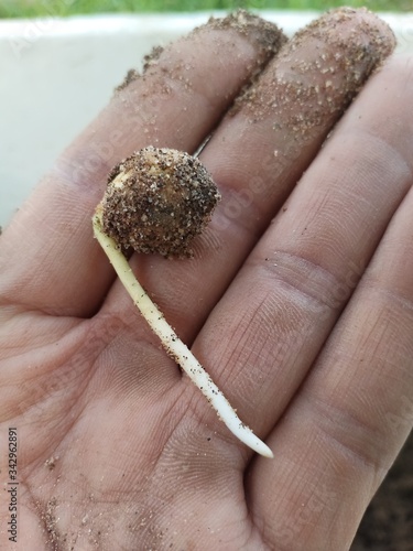 hand holding sapling