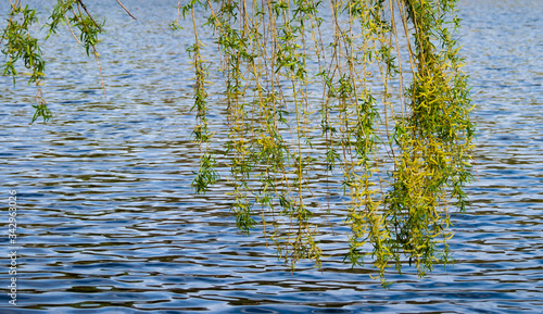 Weeping willow over the water