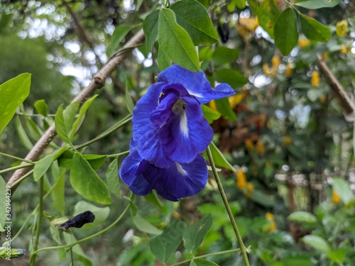 Clitoria ternatea, Nil Katarolu, Asian pigeonwings, bluebellvine, blue pea, butterfly pea, cordofan pea and Darwin pea, photo