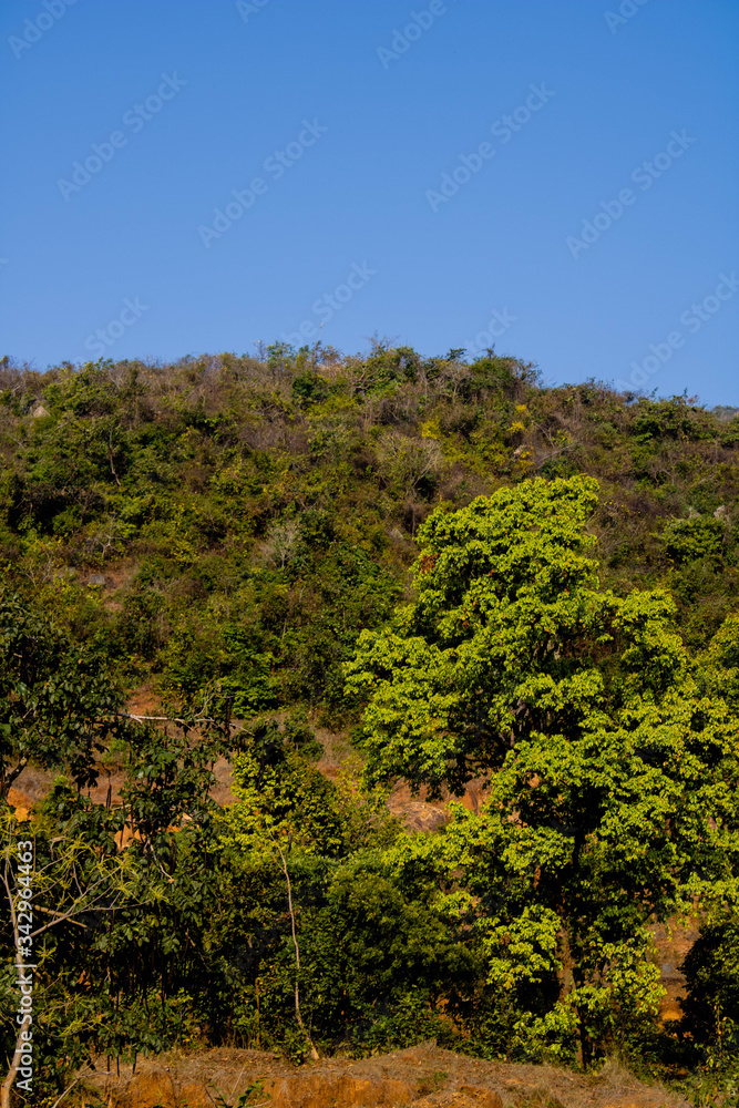 trees in the mountains trees in the mountains