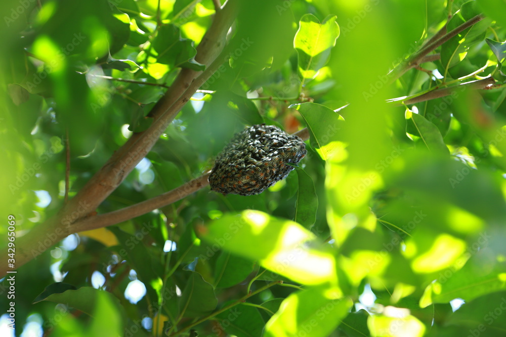 hony bee seeting in green tree