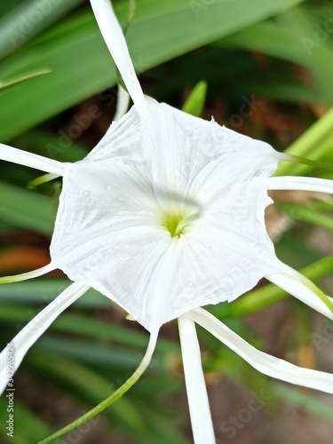 white flower