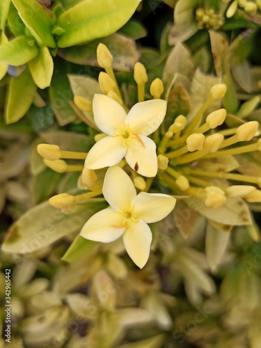 yellow flowers in the garden