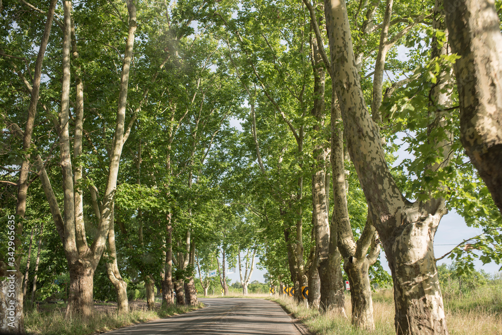 Fototapeta premium Road landscape, narrow rural road, lined with trees, near Carmelo, Uruguay.