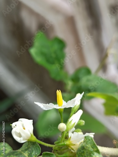 yellow flower in the garden