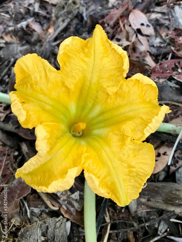 Pumpkin flower, One such ingredient is pumpkin flower and a lot of benefits from this flower. With a rich source of vitamin B9, pumpkin flowers are known to be full of health benefits.
