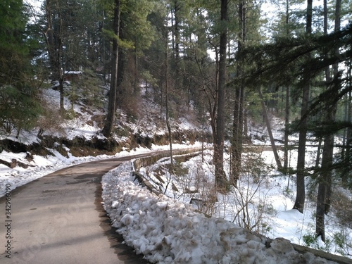 forest in winter