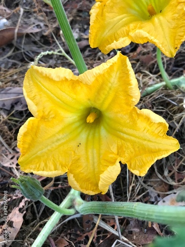 yellow flower in the garden