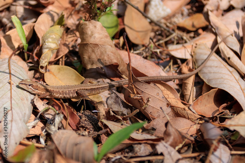 ニホンカナヘビ Japanese grass lizard