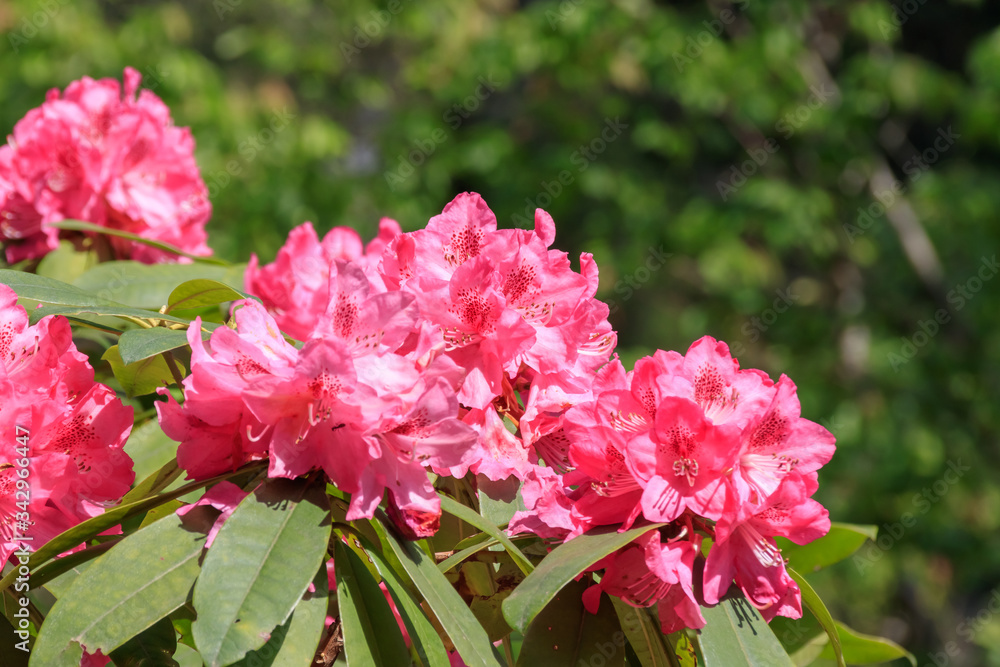 しゃくなげ　裏見の滝自然花宛　長崎県大村市　Rhododendron Nagasaki Oomura City