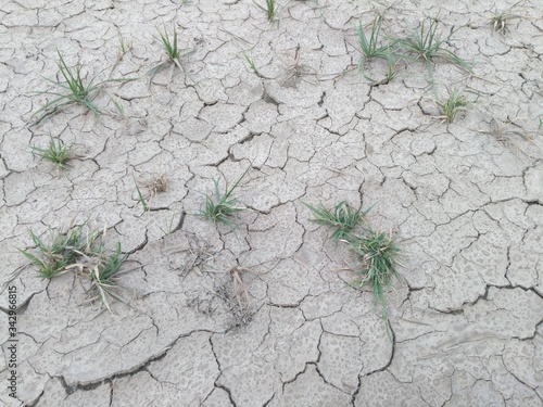 green plant in the desert